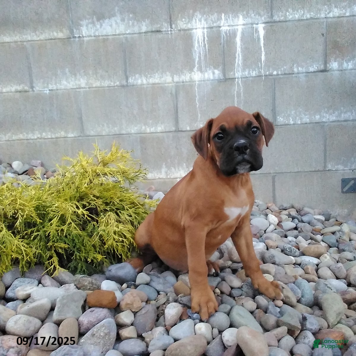 Boxer dogs Cinnamon - Ad 39