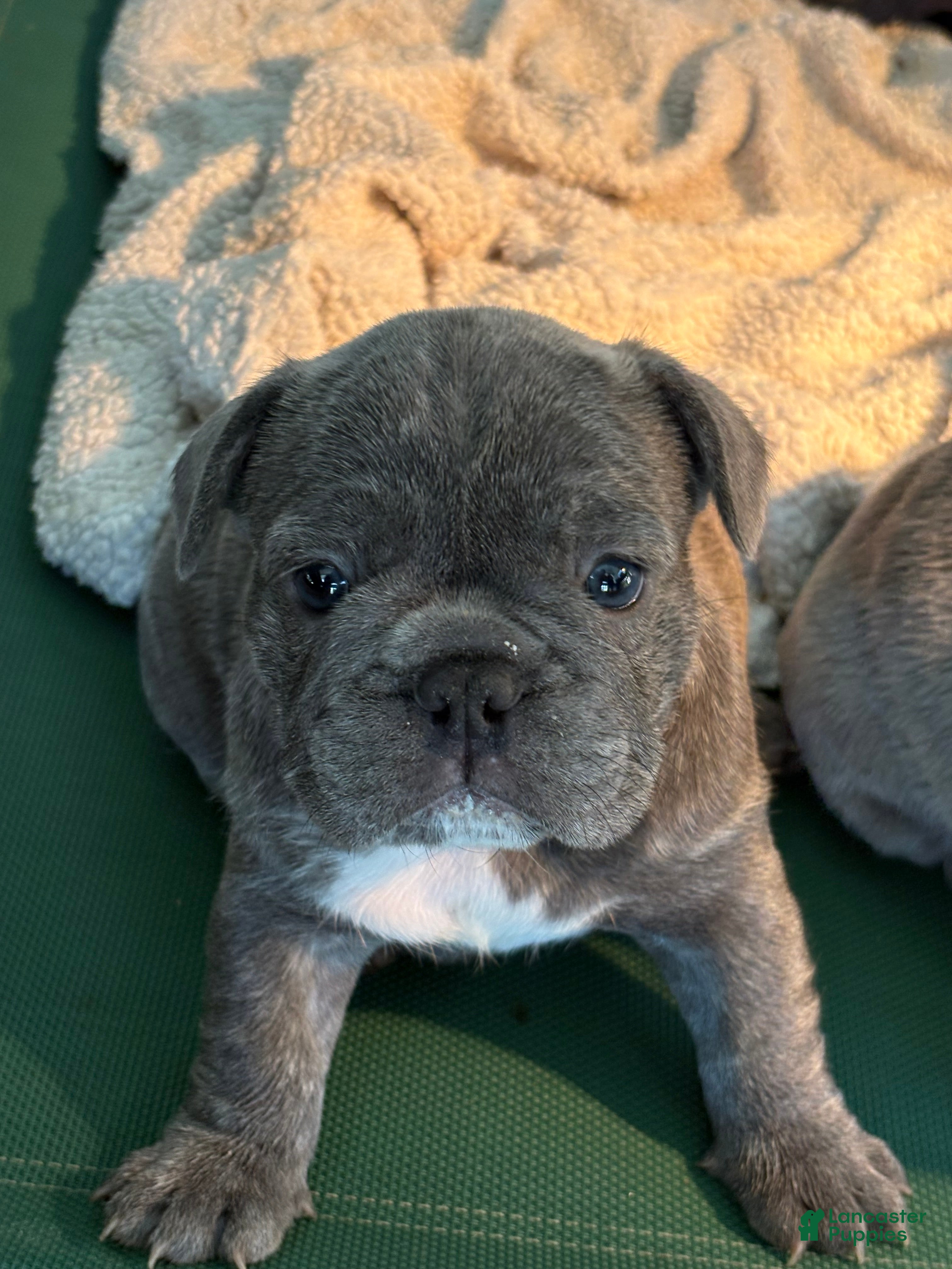 French Bulldog dogs Nico - Ad 1