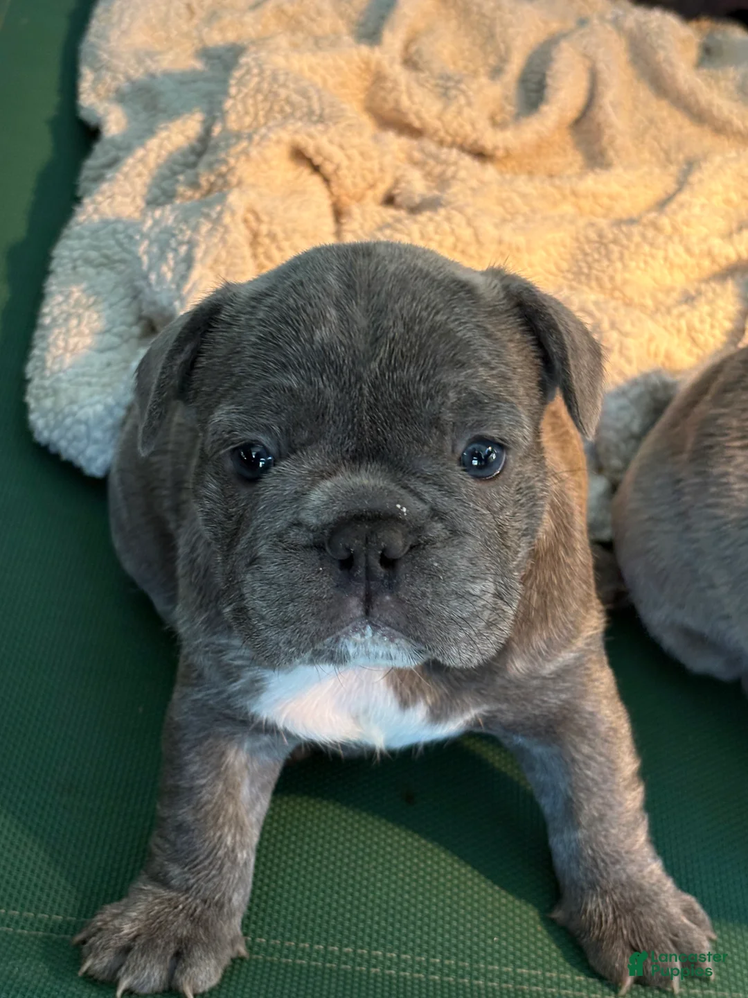 French Bulldog dogs for sale: Nico - Ad 1