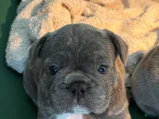 French Bulldog dogs for sale: Nico - Ad 1