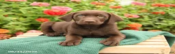 Labrador Retriever dogs for sale: Kodak - Ad 3