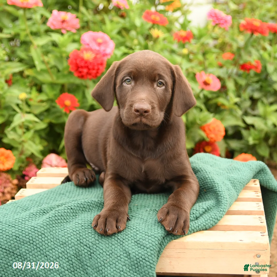 Labrador Retriever dogs for sale: Kodak - Ad 3