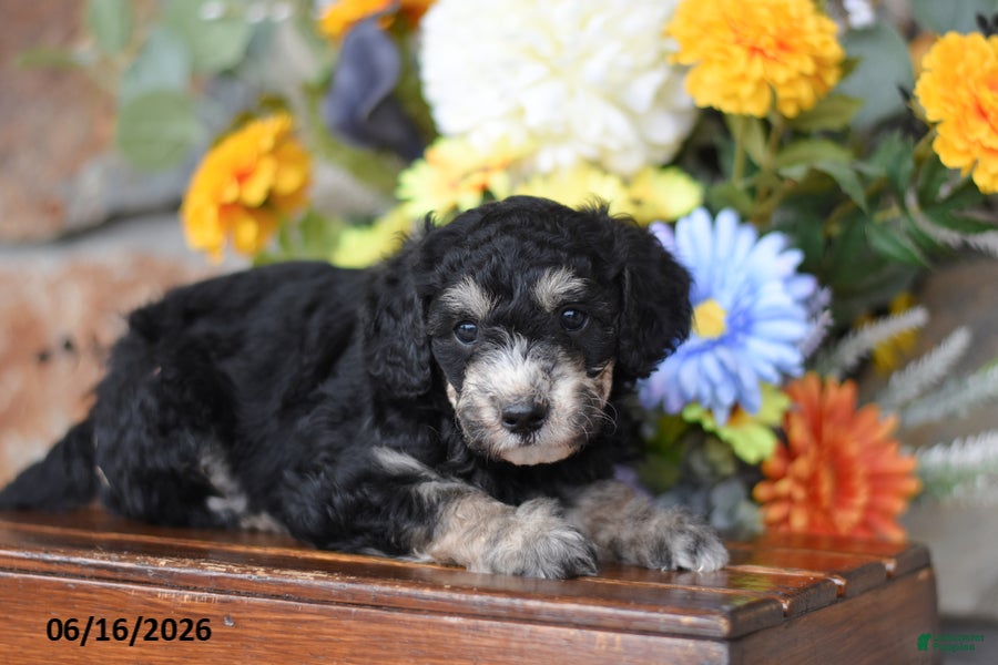 Mini Goldendoodle dogs Andy - Ad 1