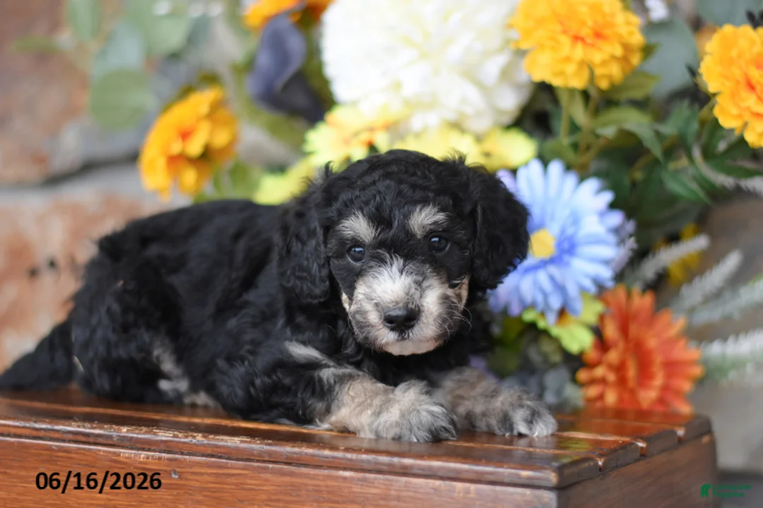 Mini Goldendoodle dogs for sale: Andy - Ad 1