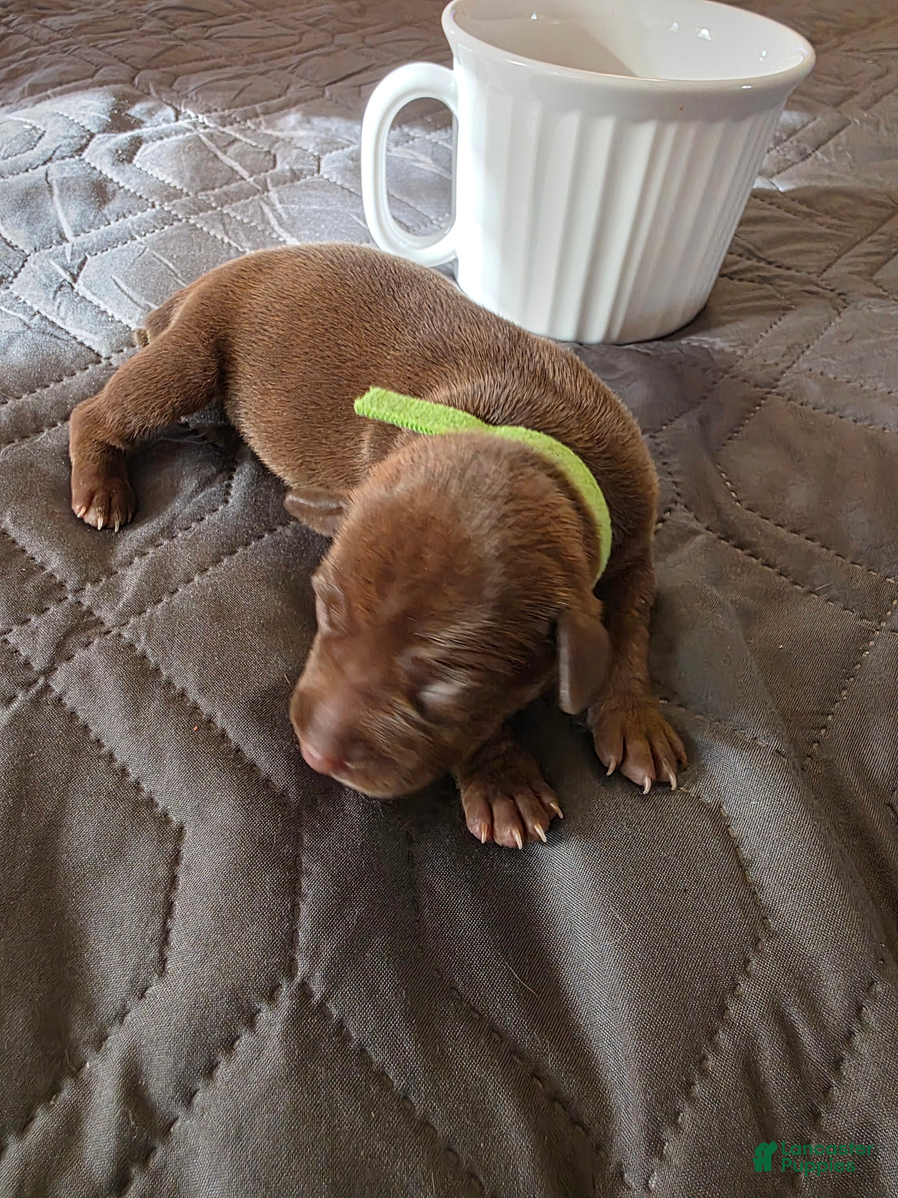 Miniature Pinscher dogs J-green  - Ad 1