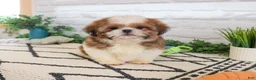 Shih Tzu dogs for sale: Fox  - Ad 3