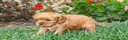 Cavalier King Charles Spaniel dogs for sale: Charlotte - Genetic Tested Parents - Ad 2