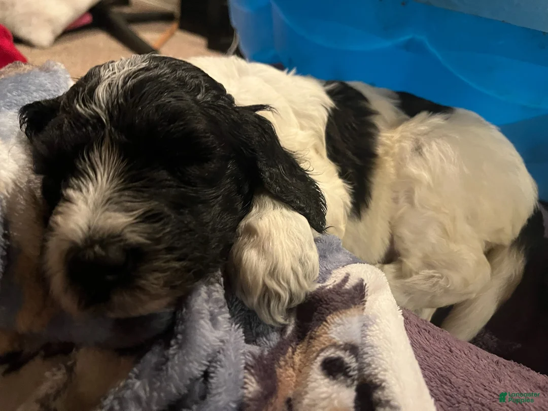 Labradoodle dogs for sale: Chocolate - Ad 3