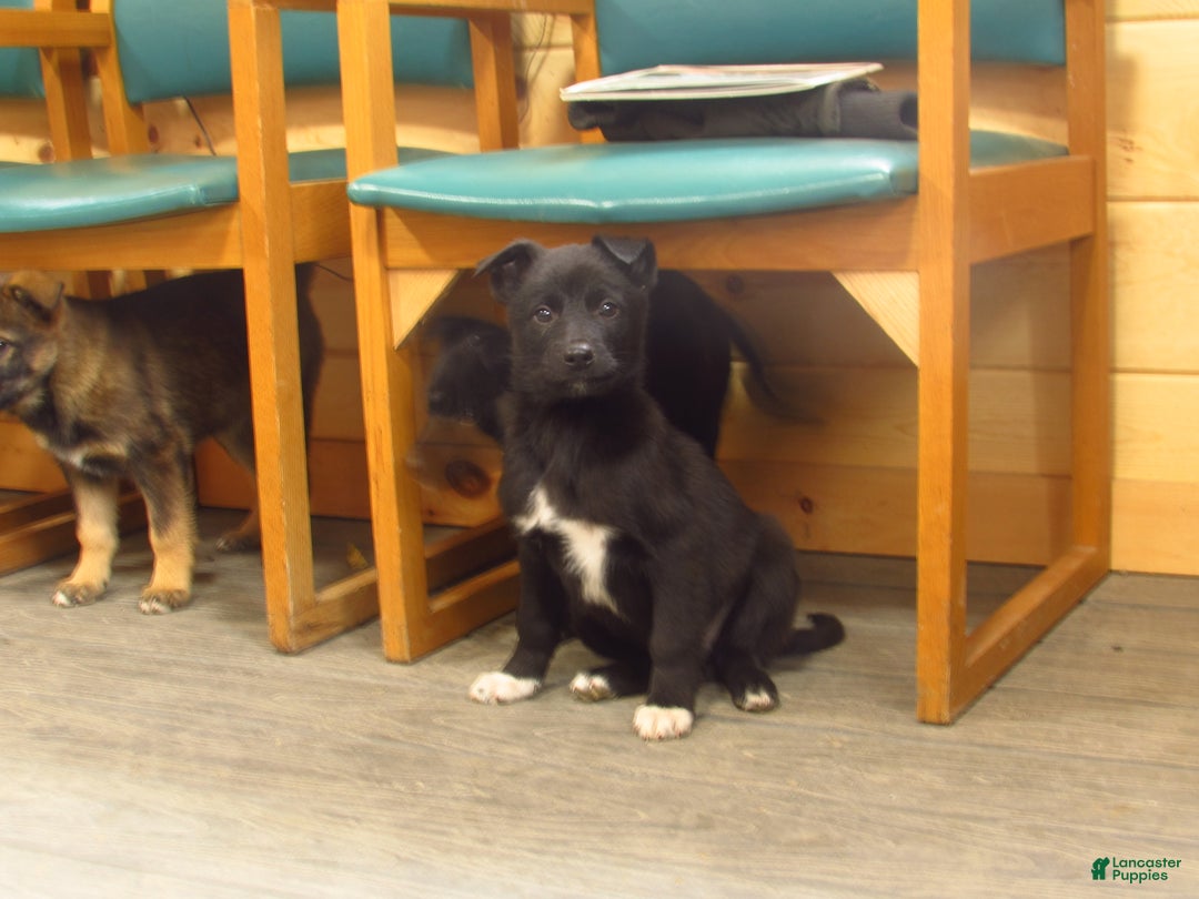 Mixed Breed dogs for sale: Dynasty - Ad 2