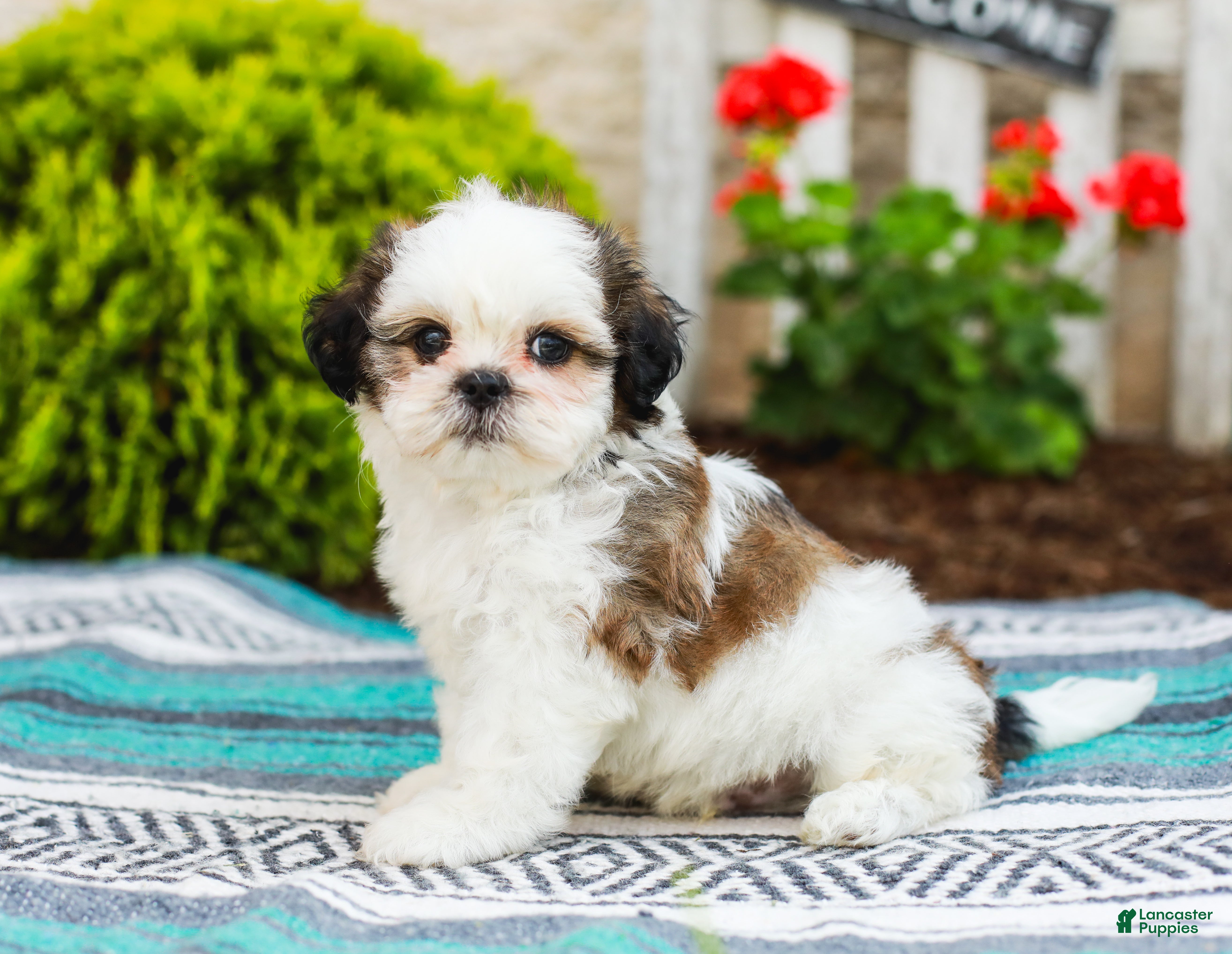 Shih Tzu dogs Buttons (Raised in Home, Crate Trained & Potty Training!) - Ad 1