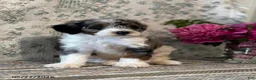 Mini Sheepadoodle dogs for sale: Kobi - Ad 4