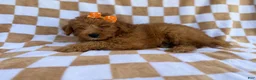 Mini Aussiedoodle dogs for sale: Ohana - Ad 7