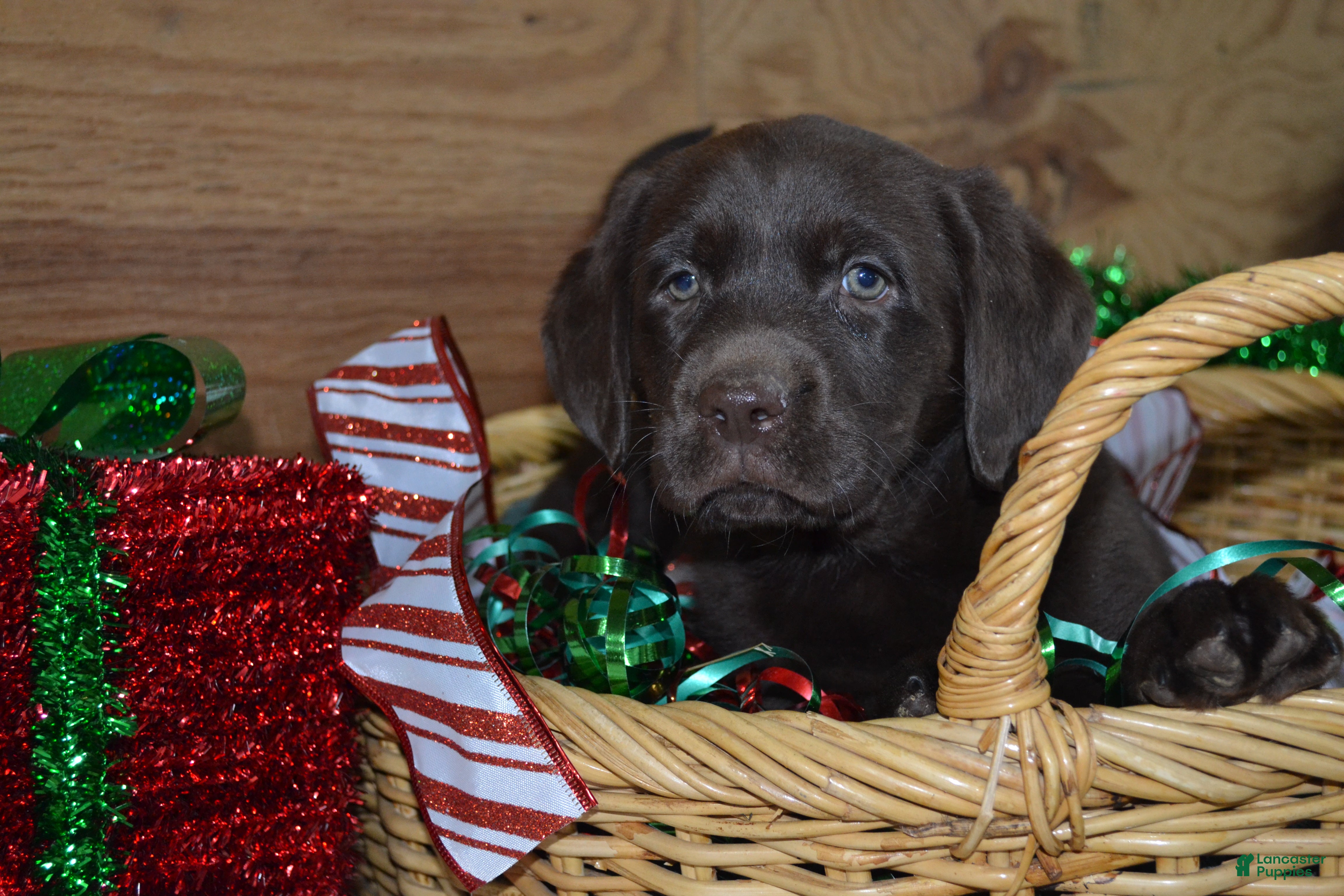 Labrador Retriever dogs Megan - Ad 41