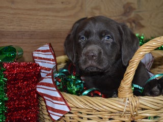Labrador Retriever dogs Megan - Ad 18