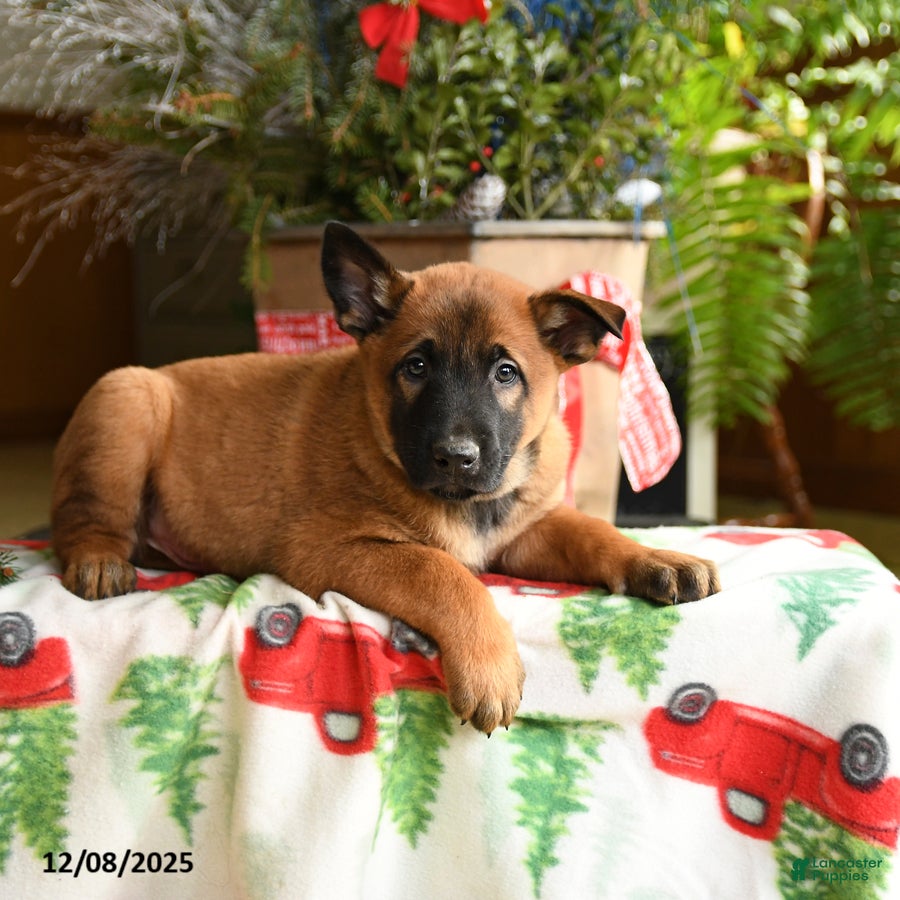 Belgian Malinois dogs Coconut - Ad 8