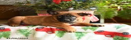 Belgian Malinois dogs for sale: Coconut - Ad 1