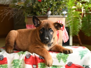 Belgian Malinois dogs Coconut - Ad 11