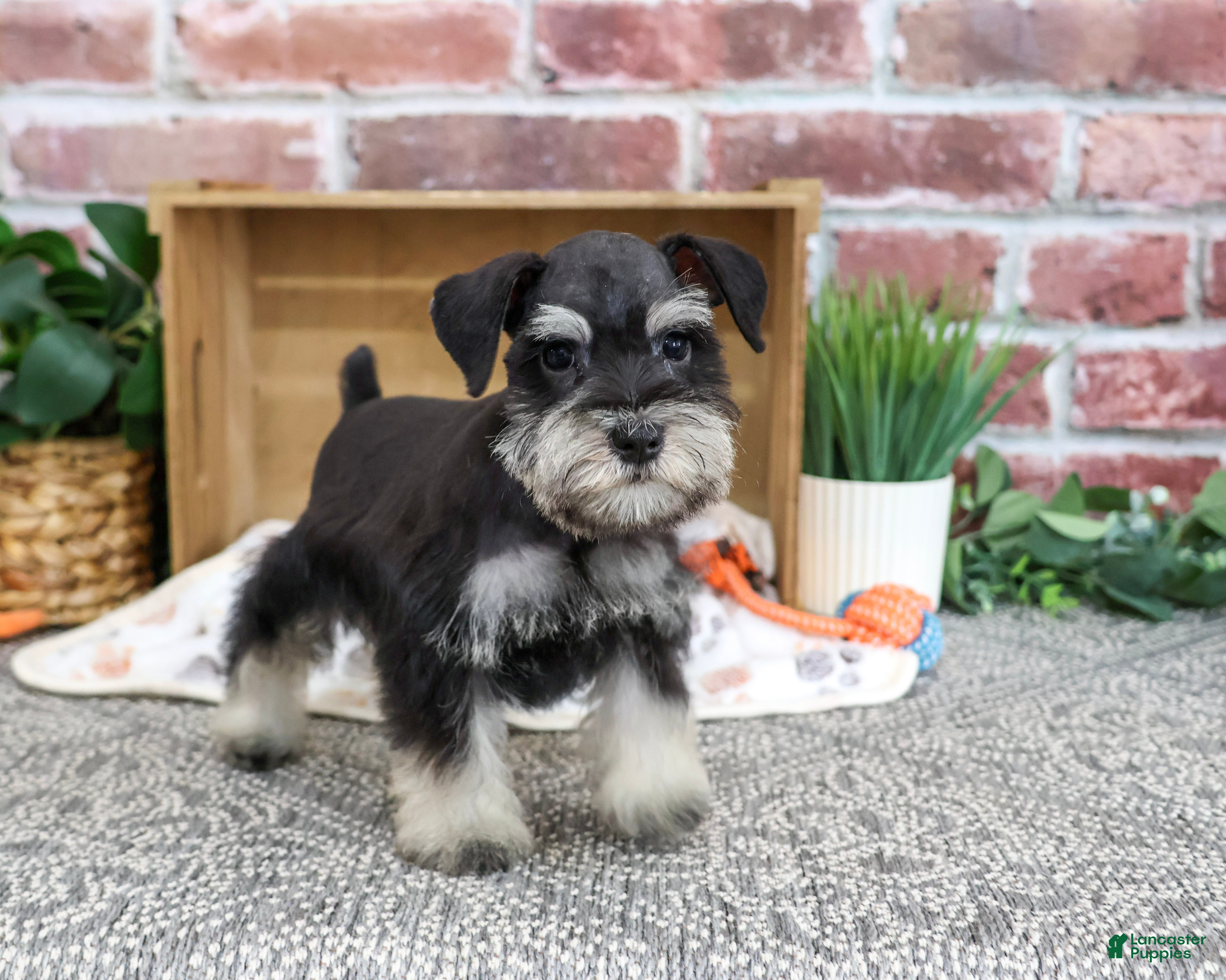Miniature Schnauzer dogs Julius - Ad 30