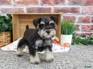 Miniature Schnauzer dogs Julius - Ad 32
