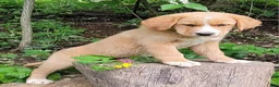 Mixed Breed dogs for sale: Daffy - Ad 16