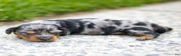 Miniature Dachshund dogs for sale: Dolly Miniature Dachshund Puppy  - Ad 2