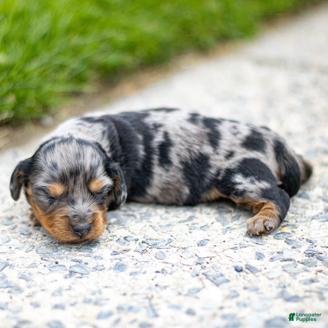 Miniature Dachshund dogs for sale: Dolly Miniature Dachshund Puppy  - Ad 2