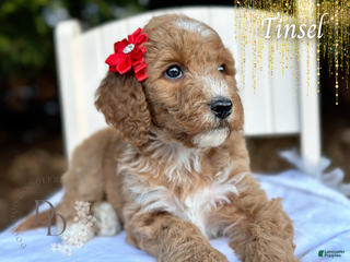 Goldendoodle dogs Goldendoodle Puppy 2 - Ad 9