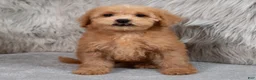 Mini Goldendoodle dogs for sale: Hank ID: 3860 - Ad 9