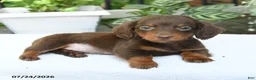 Miniature Dachshund dogs for sale: Darius - Ad 4