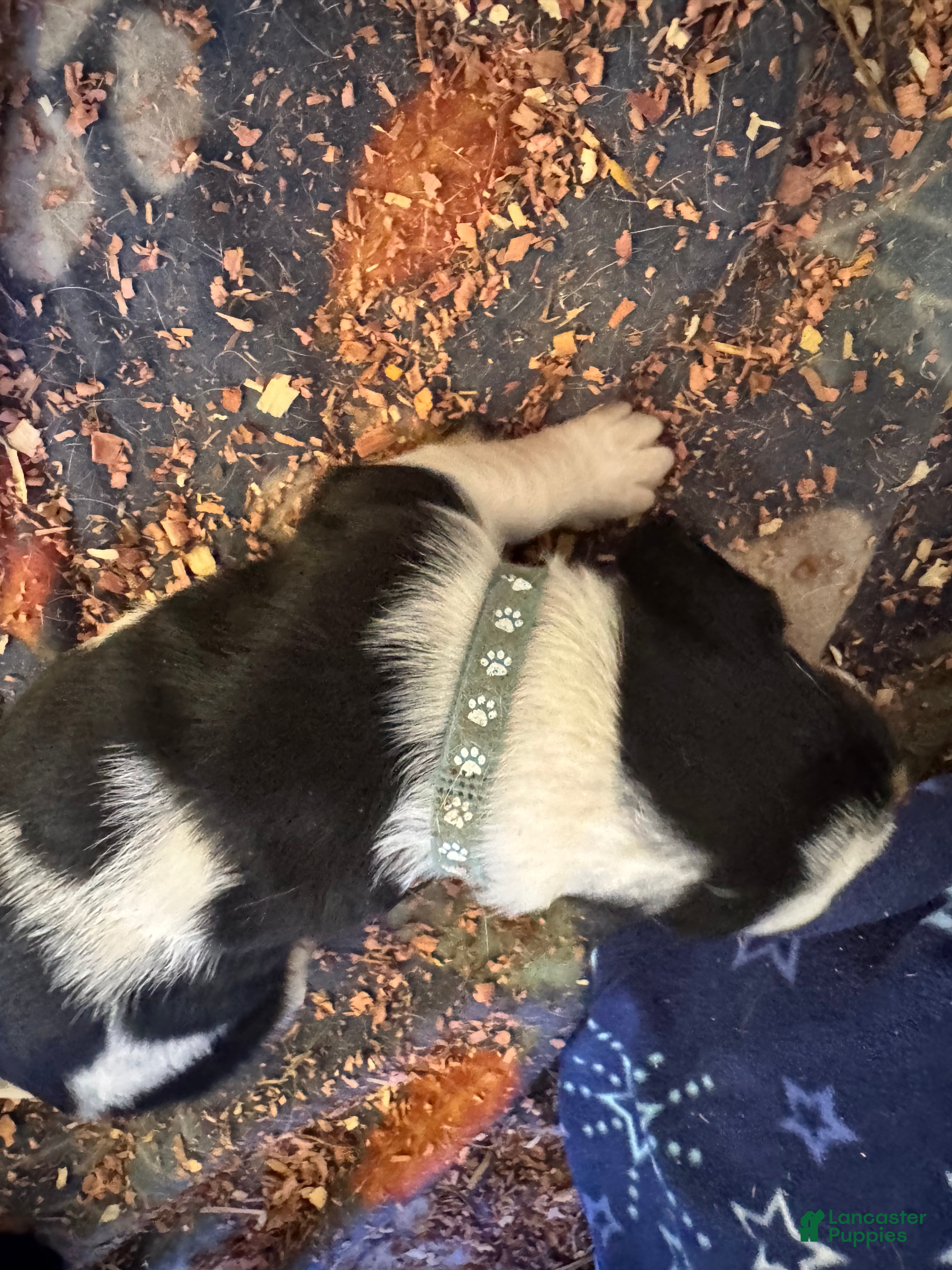 Basset Hound dogs Basset Hound Puppy 4 - Ad 41