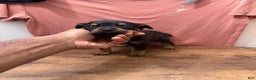 Rottweiler dogs for sale: Rottweiler Puppy 1 - Ad 2