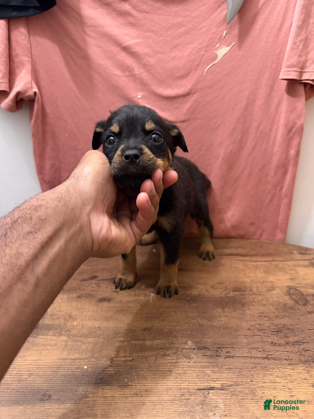 Rottweiler dogs for sale: Rottweiler Puppy 1 - Ad 2