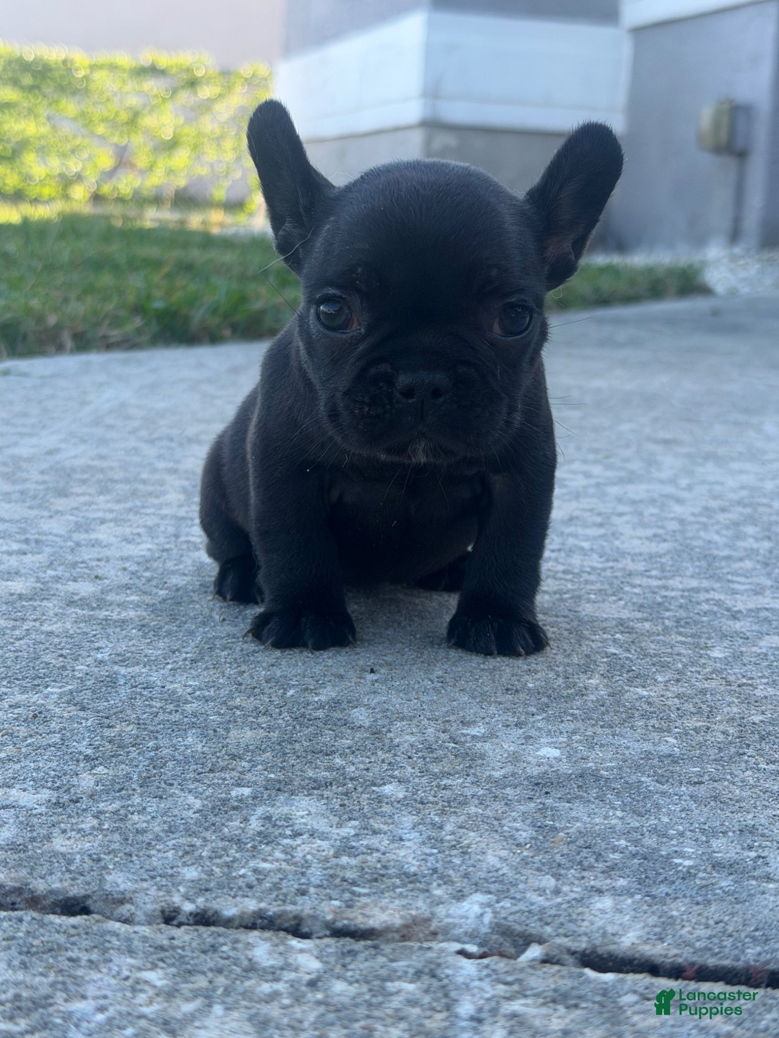 French Bulldog dogs French Bulldog Puppy 3 - Ad 37