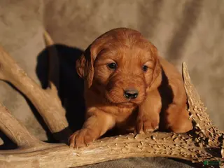 Golden Retriever dogs May - AKC, Genetically Clear - Ad 9