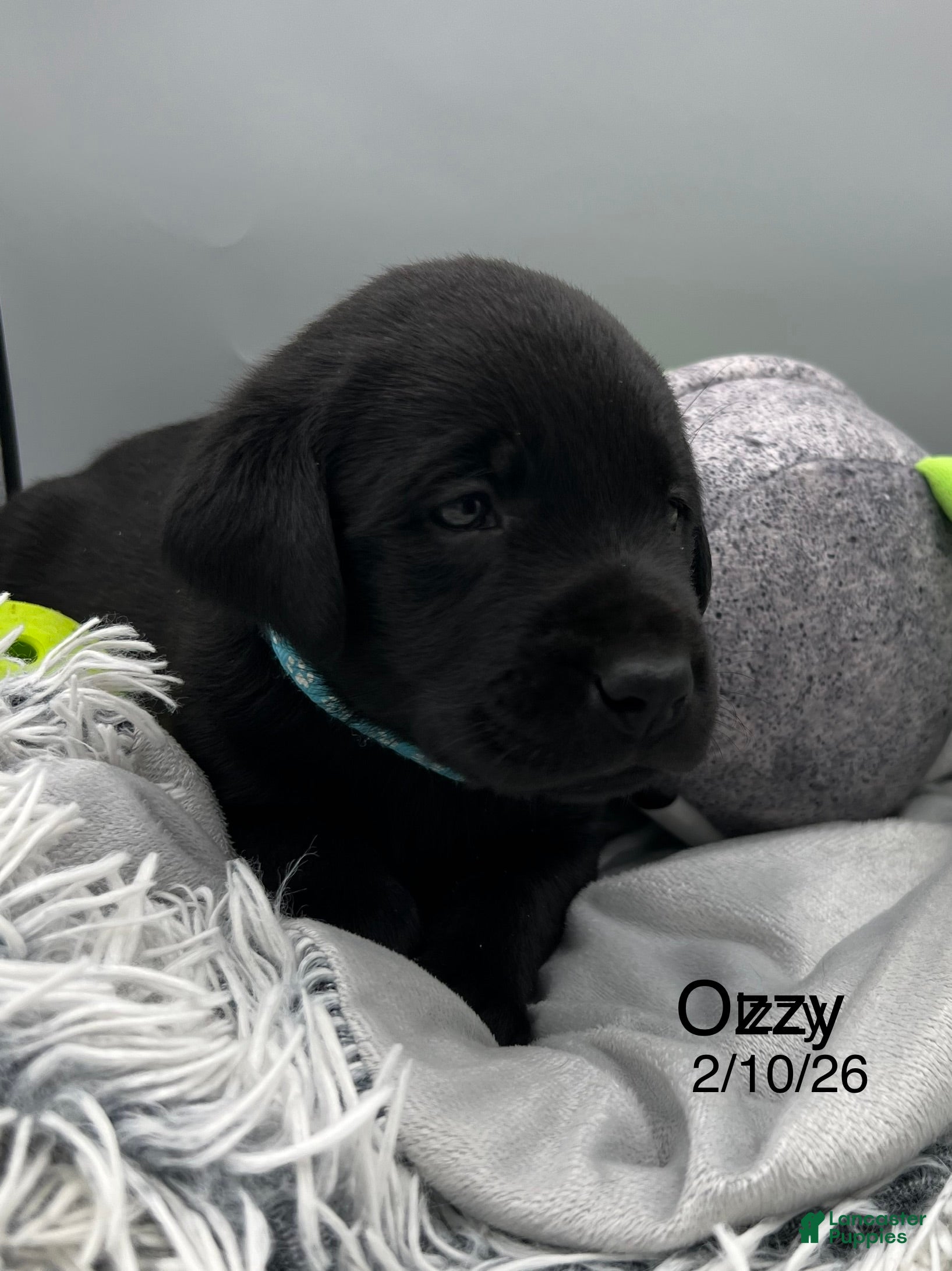 Labrador Retriever dogs Ozzy-Labrador Retriever Puppy  - Ad 1