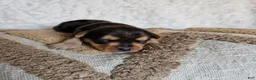 Mixed Breed dogs for sale: TCup Mickey - Ad 4