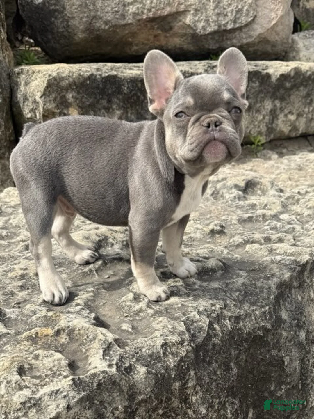 French Bulldog dogs for sale: Simba - Ad 1