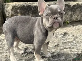 French Bulldog dogs for sale: Simba - Ad 1