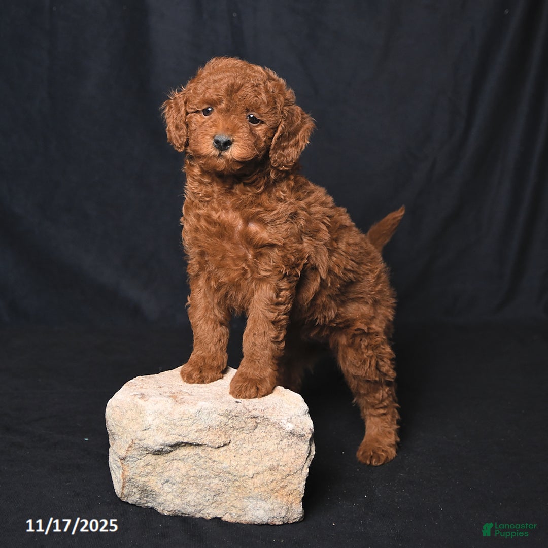 Cockapoo dogs for sale: Zoey - Ad 4