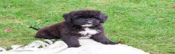 Saint Berdoodles dogs for sale: Wrenly - Ad 3