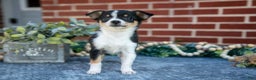 Chihuahua dogs for sale: Pansy - Ad 1