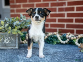 Chihuahua dogs Pansy - Ad 2