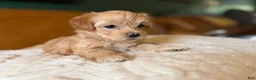Maltipoo dogs for sale: Maltipoo 4 - Ad 3