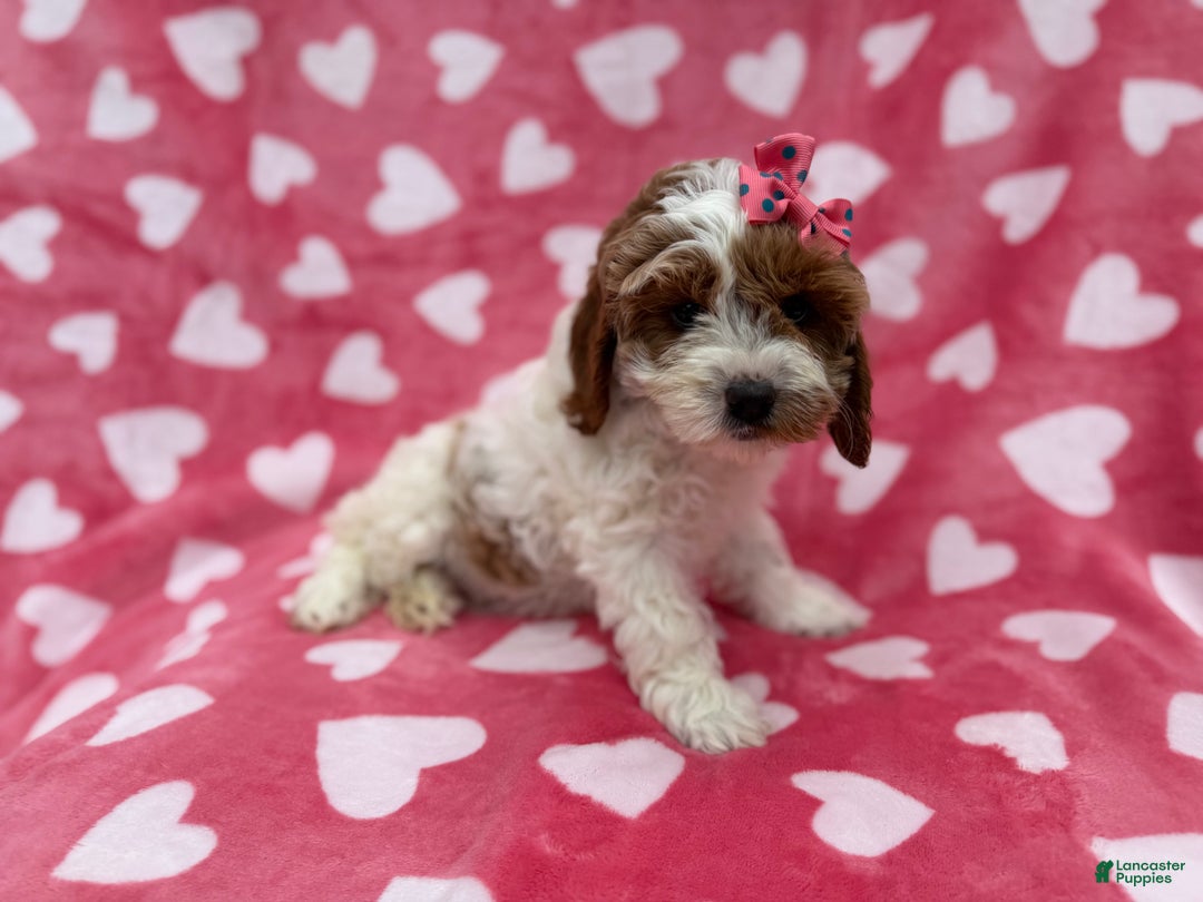 Cockapoo dogs for sale: Gumdrop  - Ad 4