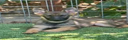 German Shepherd dogs for sale: German Shepherd 2 - Ad 4