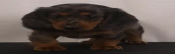 Dachshund dogs for sale: Fluffy - Ad 4