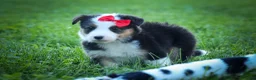 Mixed Breed dogs for sale: Goose🐾 - Ad 8
