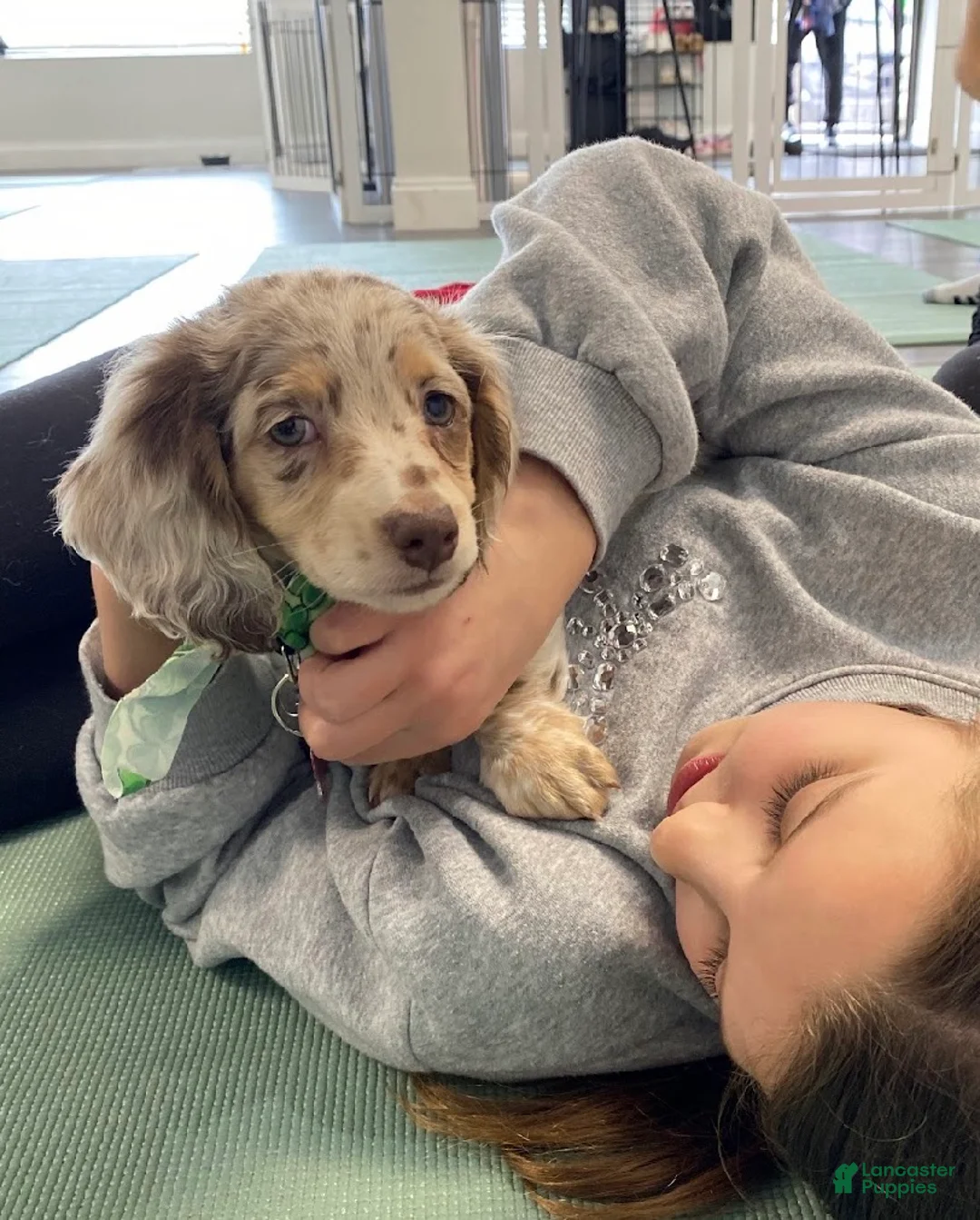 Miniature Dachshund dogs for sale: Finley - Ad 2