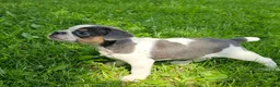 Mixed Breed dogs for sale: Spot - Ad 6