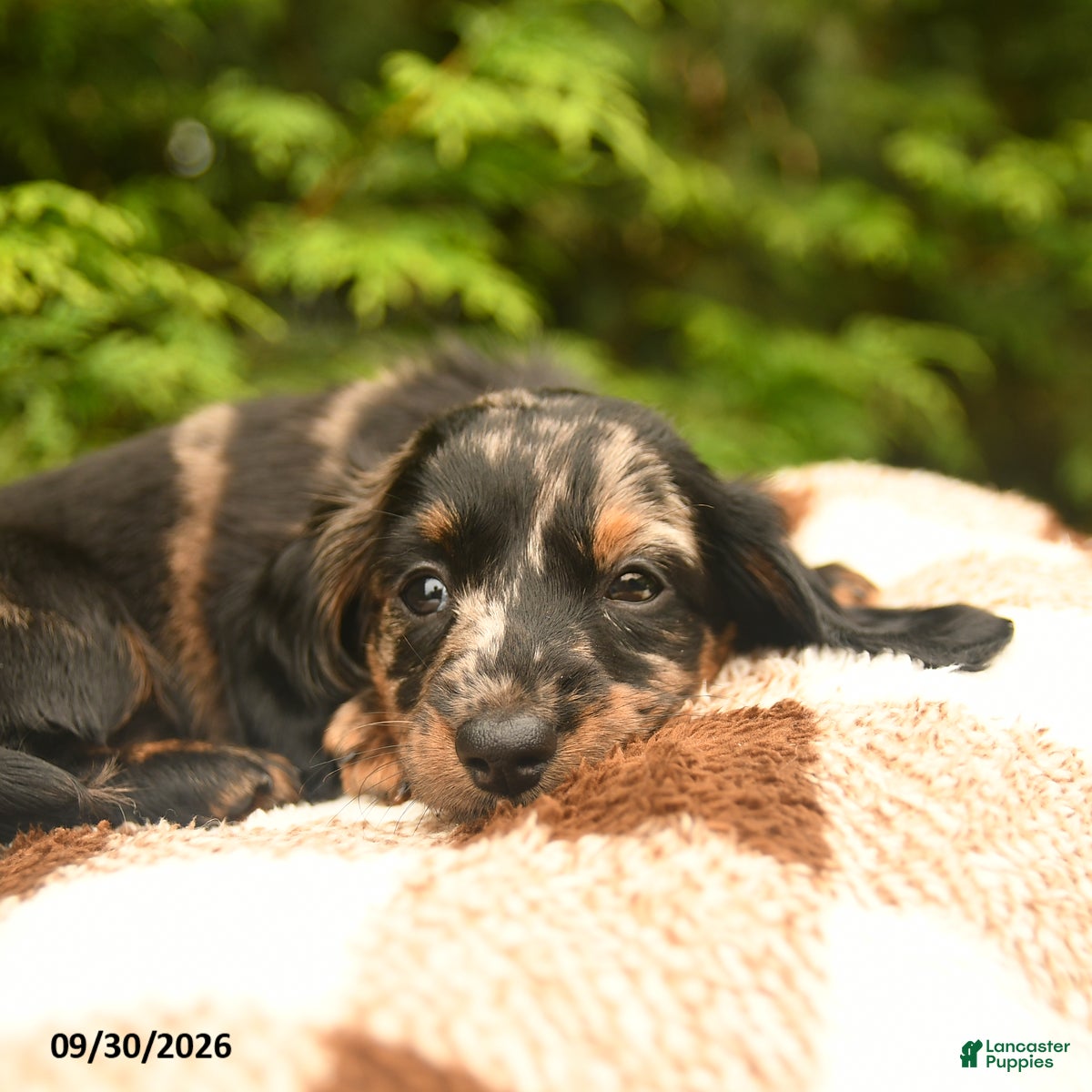 Miniature Dachshund dogs Gizmo - Ad 2